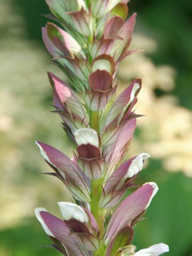Acanthus ‘Whitewater’