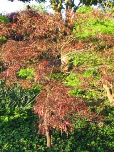 Acer pal. ‘Red Pygmy’