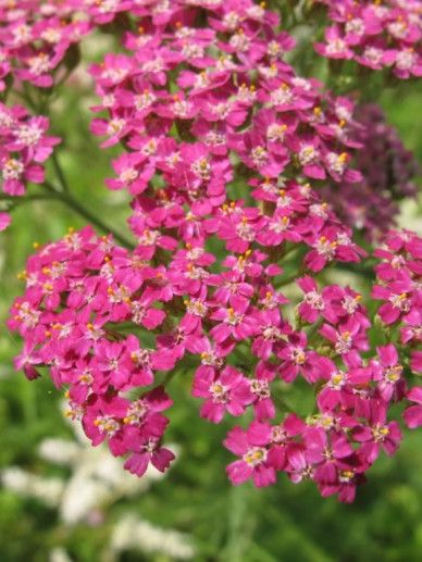 Achillea TUTTI FRUTTI ‘Pomegranate’