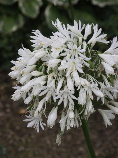 Agapanthus ‘Ever White’ (WIT)