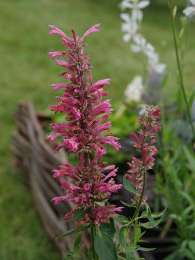 Agastache mex. ‘Red Fortune’ (ROZE/ROOD)