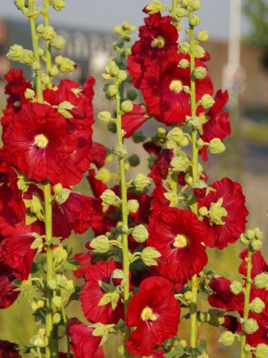 Alcea ficifolia             gemengd