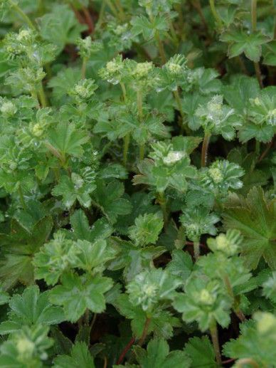 Alchemilla erythropoda