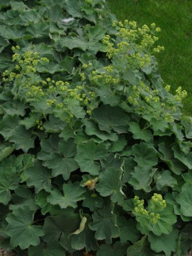 Alchemilla mol. ‘Robustica’ (GEEL)