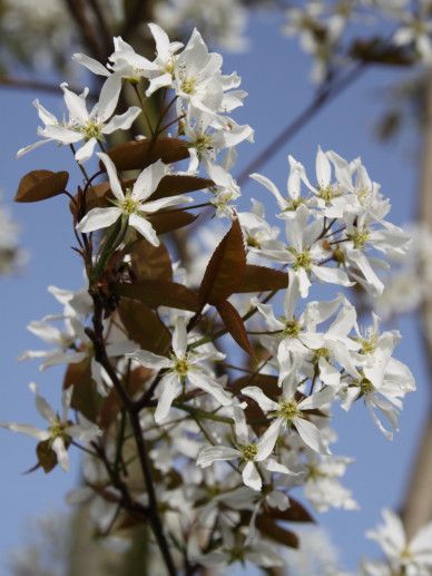 Amelanchier arb. ‘Robin Hill’