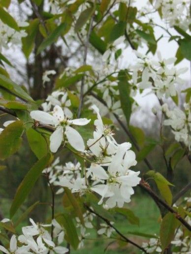 Amelanchier lae. ‘Snowflakes’