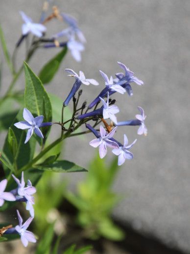 Clematis ‘I Am Stanislaus’ (BLAUW)