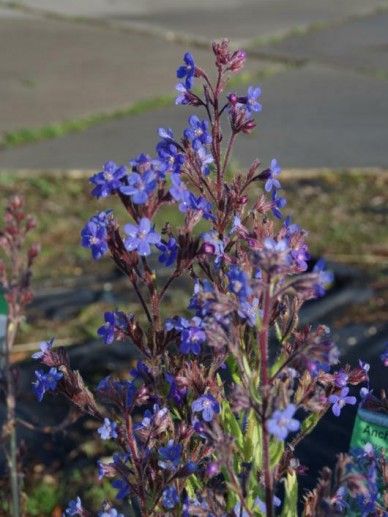 Anchusa azu. ‘Dropmore’ (BLAUW)