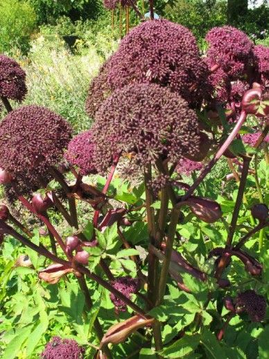 Angelica gigas (ROOD/PAARS)