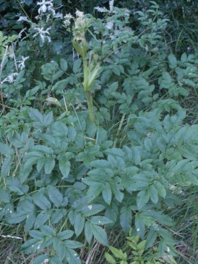 Angelica sylvestris ‘Vicar’s Mead’