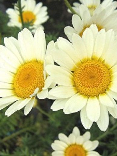 Anthemis hyb. ‘Sauce Hollandaise’ (GEEL)