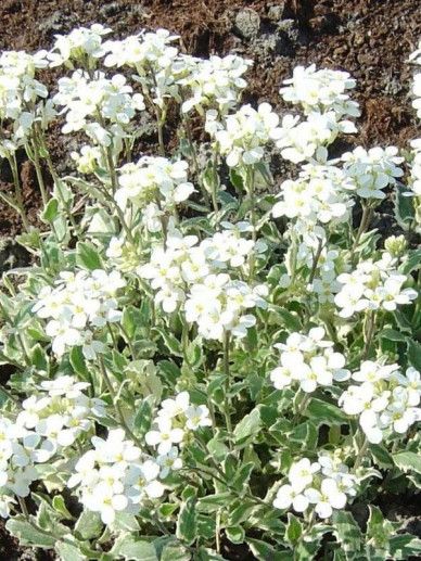 Arabis cau. ‘Snowcap’ (WIT)