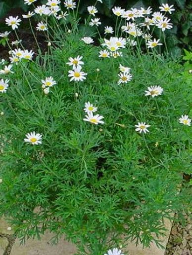Argyranthemum fru. ‘Witbloeiend’ (WIT)