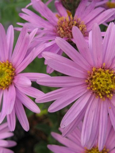 Aster ame. ‘Rosa Erfullung’ (ROZE)