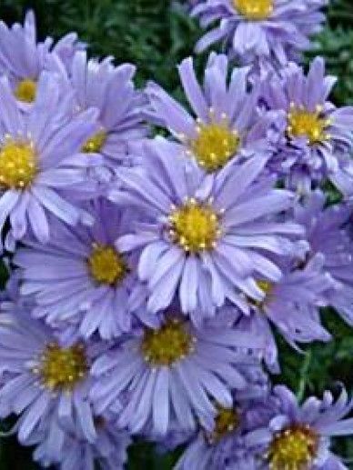 Aster (D) ‘Lady in Blue’ (BLAUW)