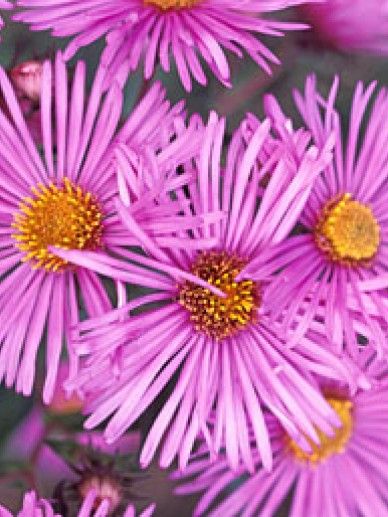 Aster n.-a. ‘Barr’s Pink’ (LILA/ROZE)