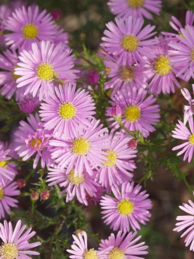 Aster ‘Pink Star’ (ROZE)
