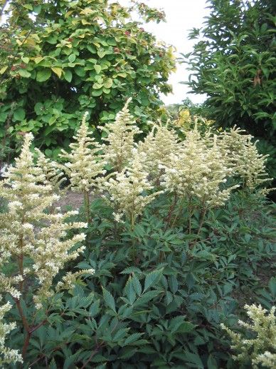 Astilbe (A) ‘Weisse Gloria’ (WIT)
