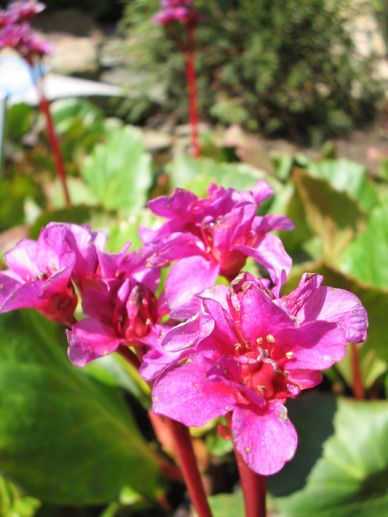 Bergenia ‘Abendglut’