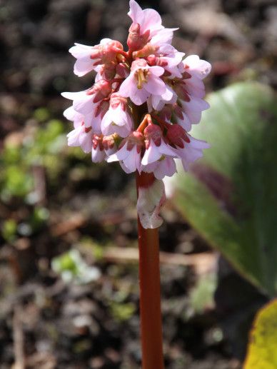 Bergenia ‘Baby Doll’ (ROZE)