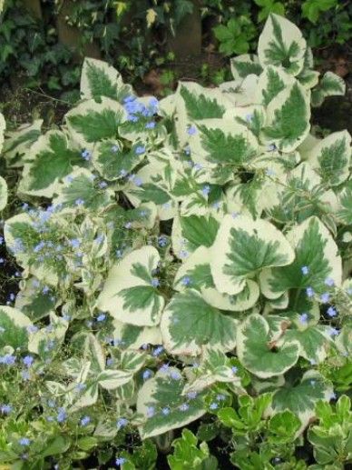 Brunnera mac. ‘Dawson’s White’