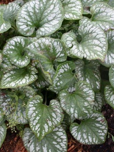 Brunnera mac. ‘Emerald Mist’