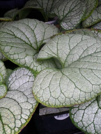 Brunnera mac. ‘Silver Hearts’