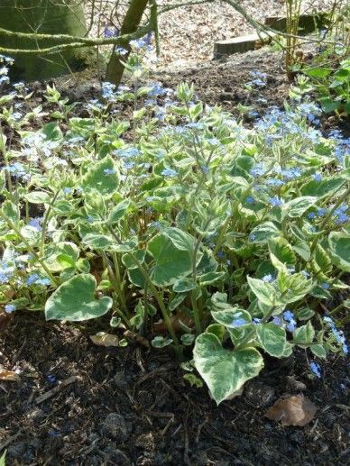 Brunnera mac. ‘Variegata’ (BLAUW)