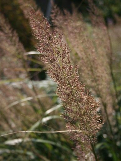 Calamagrostis brachytricha (GRAS)