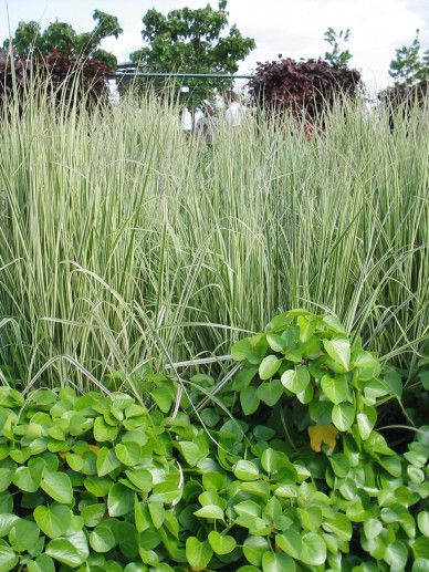 Calamagrostis acu. ‘Waldenbuch’ (GRAS)