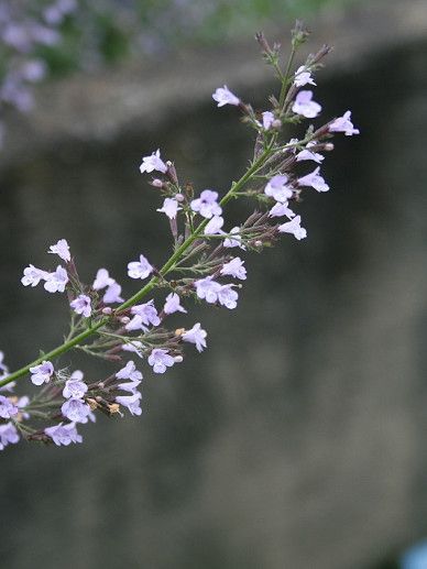 Calamintha grandiflora (ROZE/ROOD)