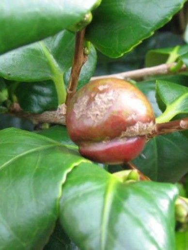 Camellia jap. ‘Bonomiana’ (ROOD/ROZE)