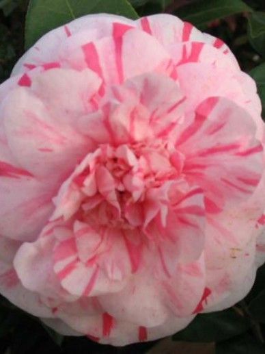 Camellia jap. ‘Lavinia Maggi’ (WIT/ROZE)