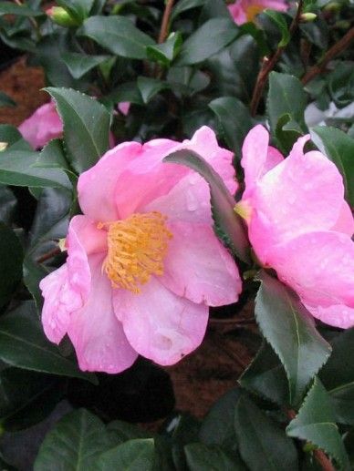 Camellia hie. ‘Kanjiro’ (ROZE)
