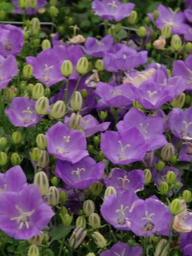 Campanula car. ‘Blaue Clips’ (BLAUW)