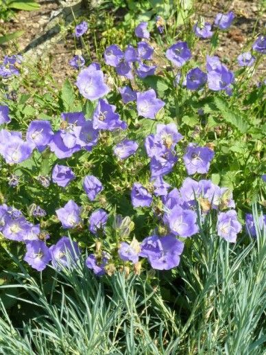 Campanula ‘Elizabeth’ (ROZE)