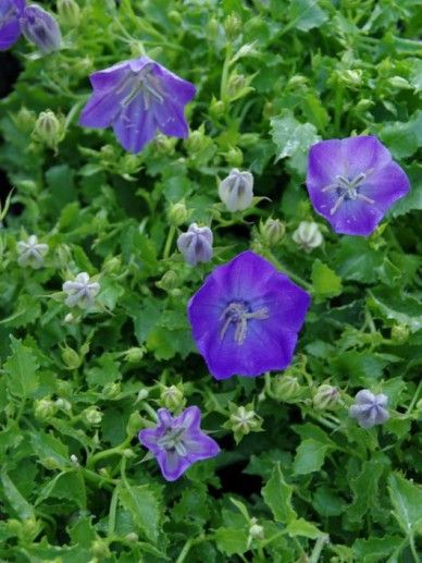 Campanula carpatica (BLAUW)