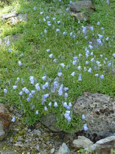 Campanula cochleariifolia (BLAUW)