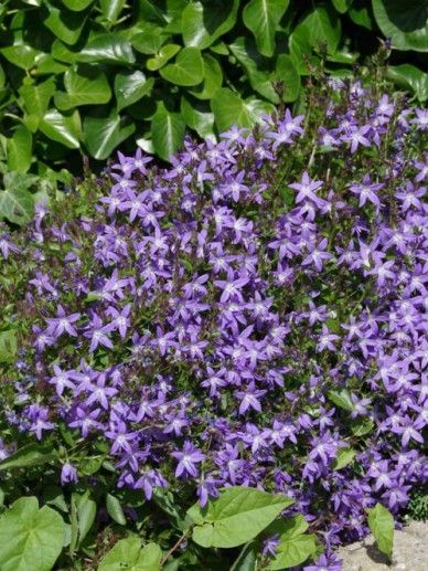 Campanula garganica ‘Senior’ (LILA)