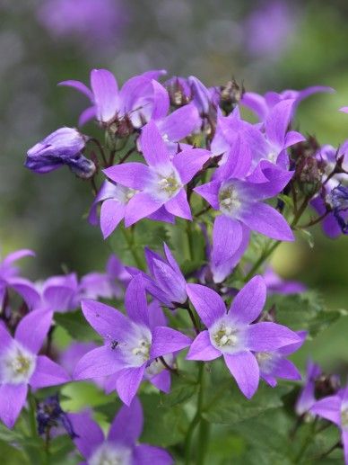 Campanula glo. ‘Acaulis’ (VIOLET/BLAUW)