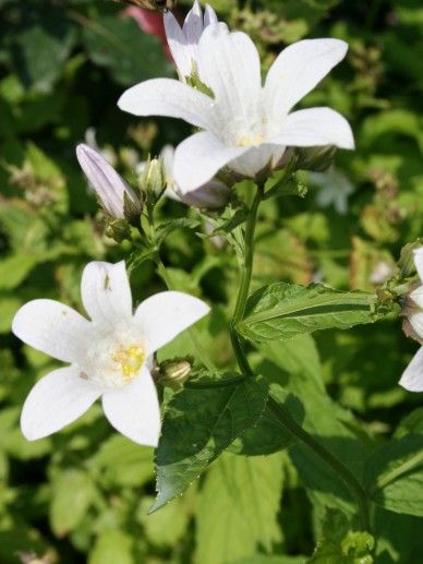 Campanula lac. ‘Alba’ (WIT)