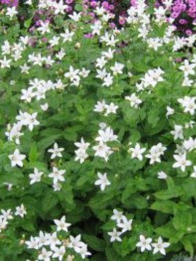 Campanula pyr. ‘Alba’