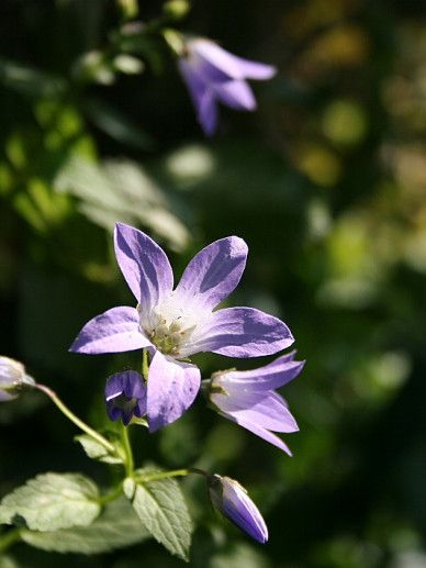 Campanula lac. ‘Prichard’s Var.vbl