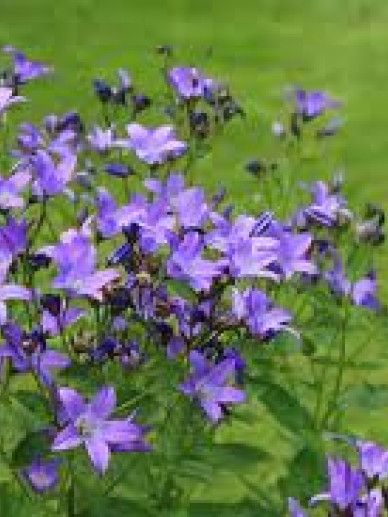 Campanula lac. ‘Senior’ (BLAUW)