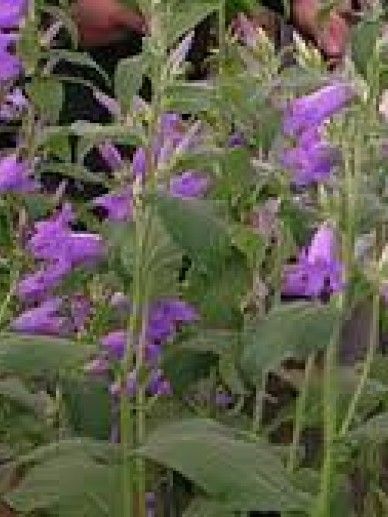 Campanula lat. macrantha (BLAUW/PAARS)