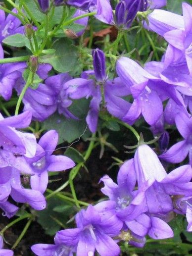 Campanula portenschlagiana