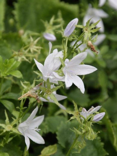 Campanula pos. ‘E.H. Frost’