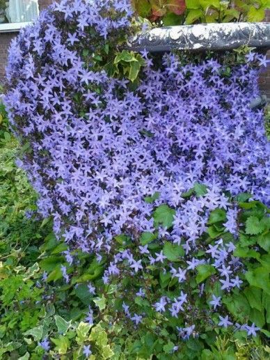 Campanula poscharskyana ‘Senior’