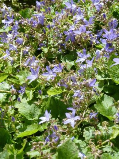 Campanula poscharskyana (VIOLET/BLAUW)