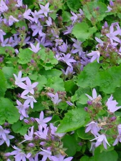 Campanula pos. ‘Lisduggan Variety’ (LILA/ROZE)